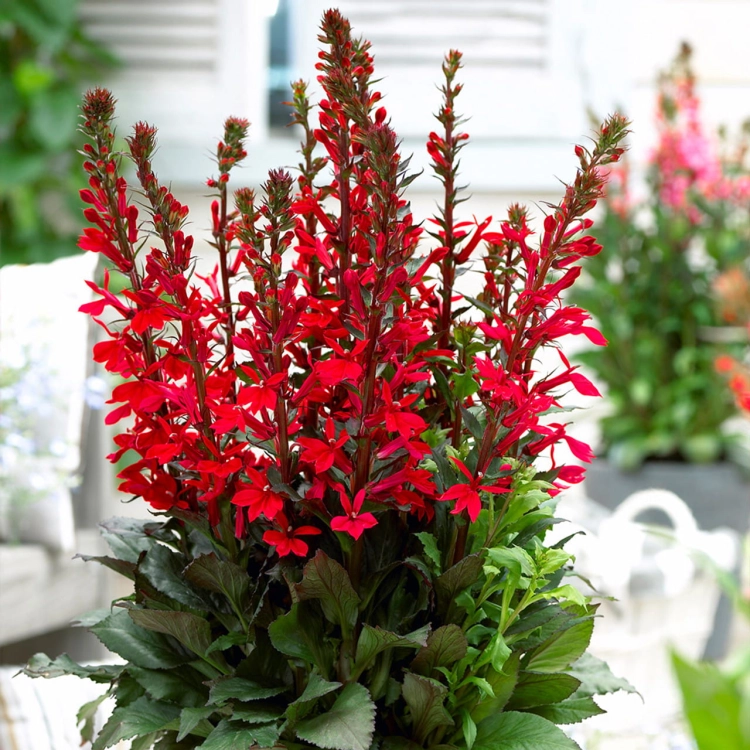 Lobelia wieloletnia scarlet