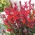 Lobelia wieloletnia scarlet