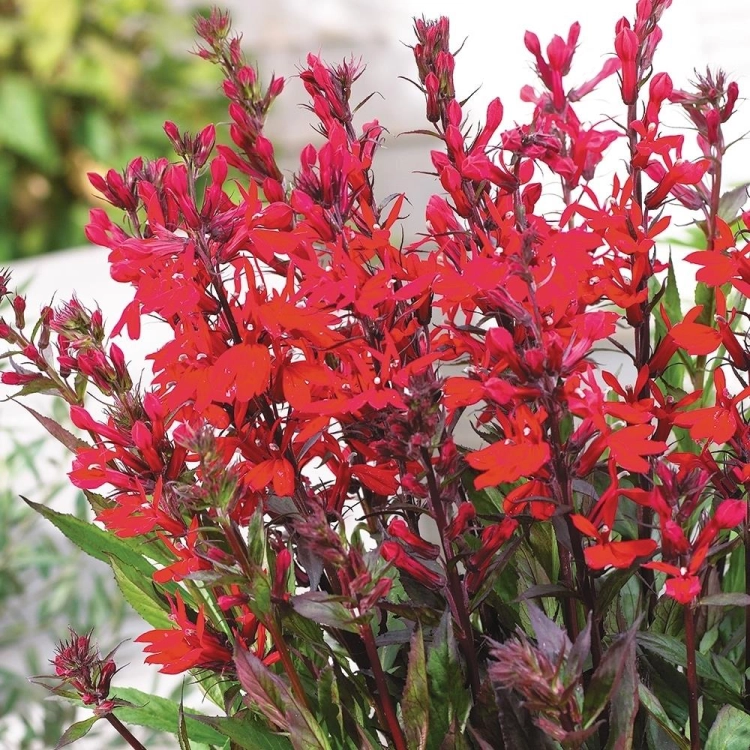 Lobelia wieloletnia scarlet