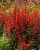 Lobelia wieloletnia scarlet