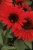 Jeżówka PANAMA RED