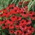 Jeżówka PANAMA RED