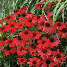 Jeżówka PANAMA RED