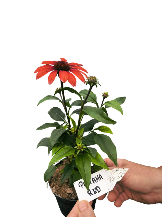 Jeżówka PANAMA RED