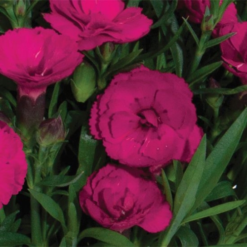 Goździk wieloletni Dianthus Carmen Purple długo kwitnący
