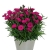 Goździk wieloletni Dianthus Carmen Purple długo kwitnący