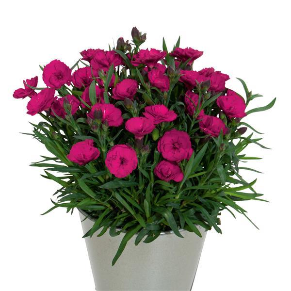 Goździk wieloletni Dianthus Carmen Purple długo kwitnący