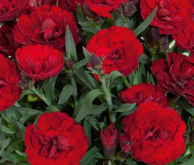 Goździk wieloletni Dianthus Carmen red