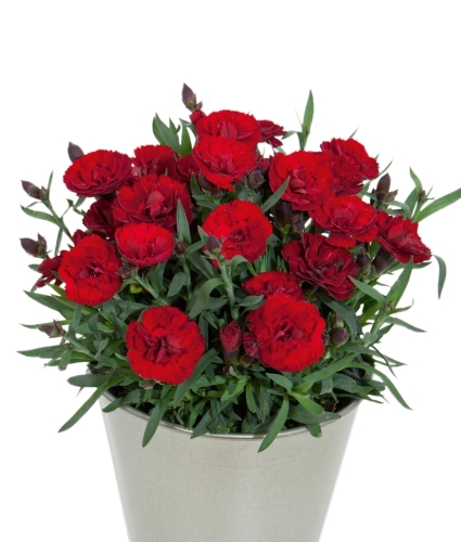 Goździk wieloletni Dianthus Carmen red