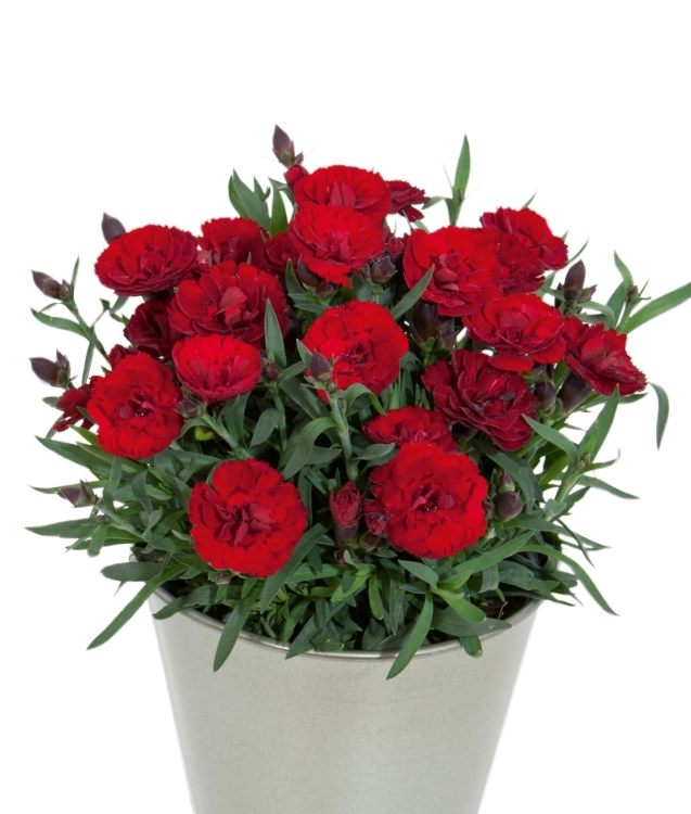 Goździk wieloletni Dianthus Carmen red