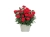 Goździk wieloletni Dianthus Carmen red