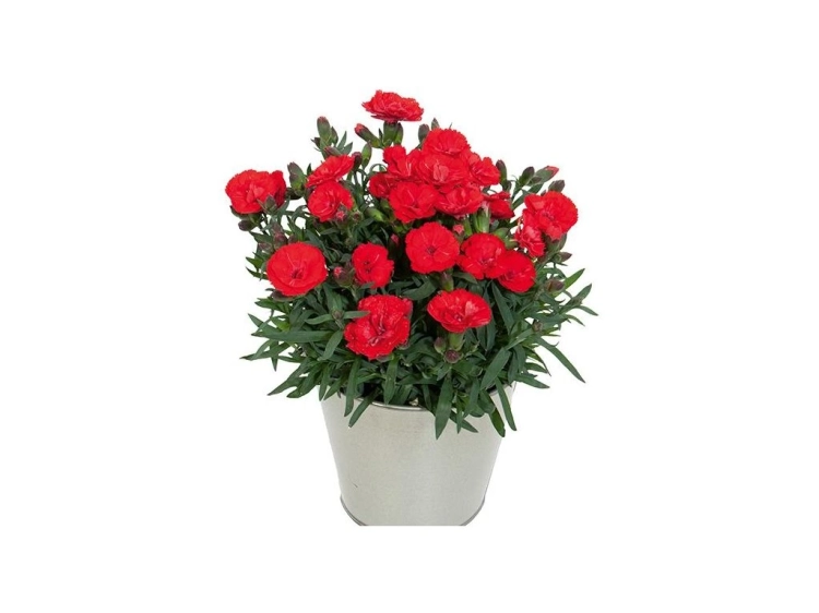 Goździk wieloletni Dianthus Carmen red