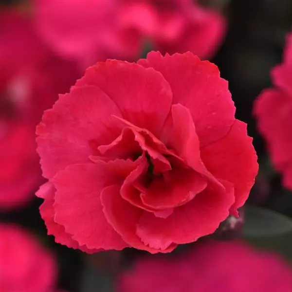 goździk  Carmen  Pink