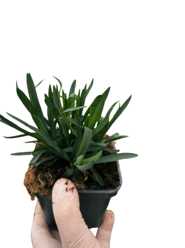 goździk  Carmen  Pink