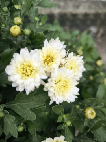 Chryzantema Wieloletnia Ogrodowa ANIELA