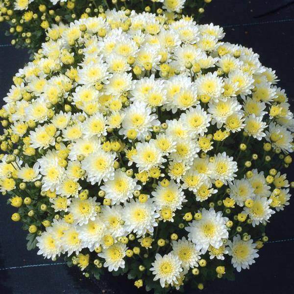 Chryzantema Wieloletnia Ogrodowa ANIELA