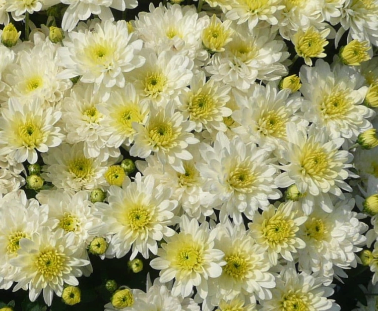 Chryzantema Wieloletnia Ogrodowa ANIELA