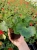 Pelargonia Rabatowa MIX