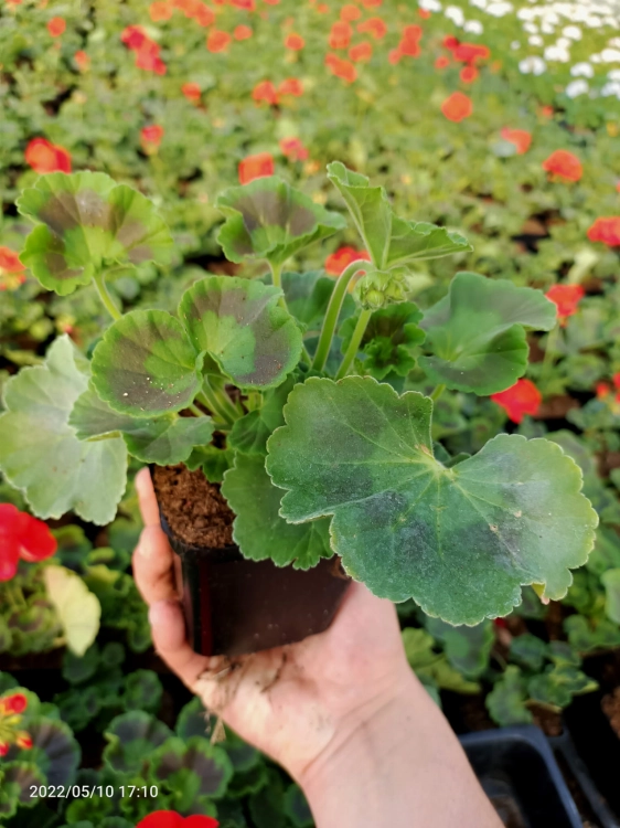 Pelargonia Rabatowa MIX