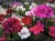 Pelargonia Rabatowa MIX