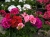 Pelargonia Rabatowa MIX