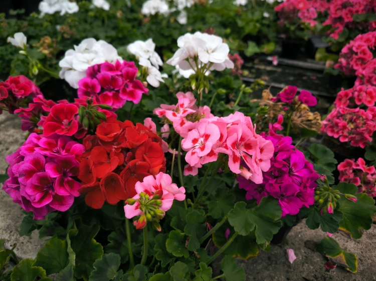 Pelargonia Rabatowa MIX