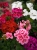 Pelargonia Rabatowa MIX