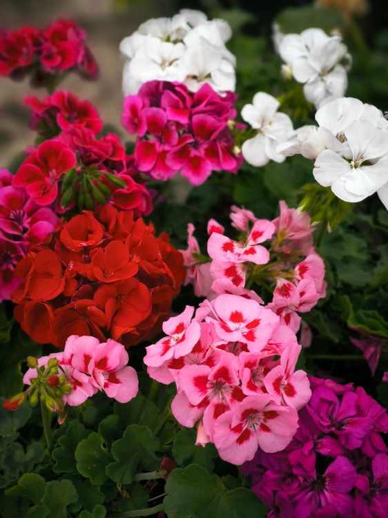 Pelargonia Rabatowa MIX