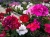 Pelargonia Rabatowa MIX