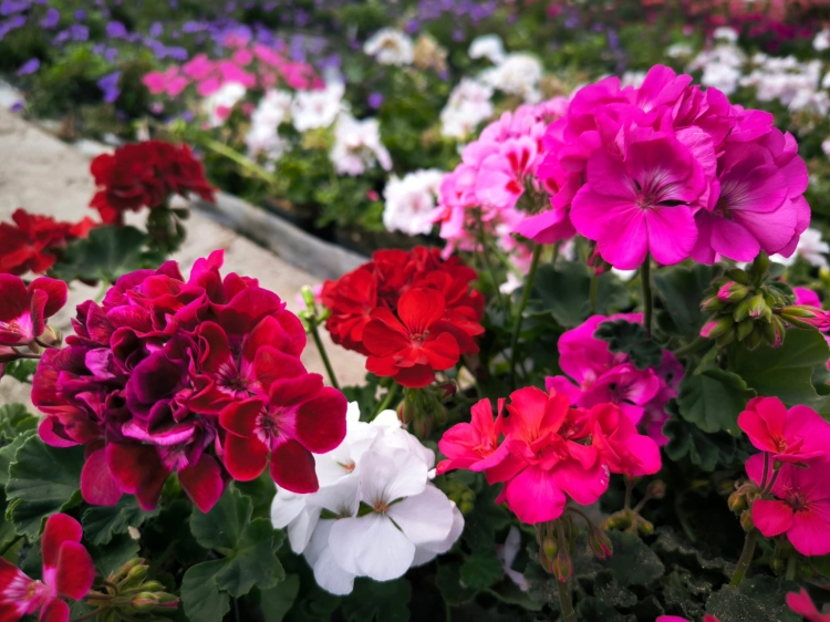 Pelargonia Rabatowa MIX