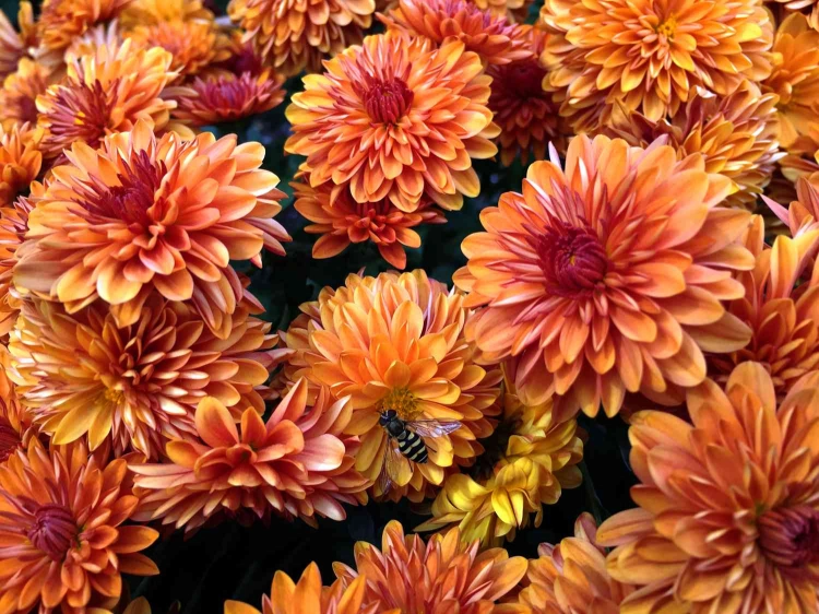 Chryzantema Jasoda Orange