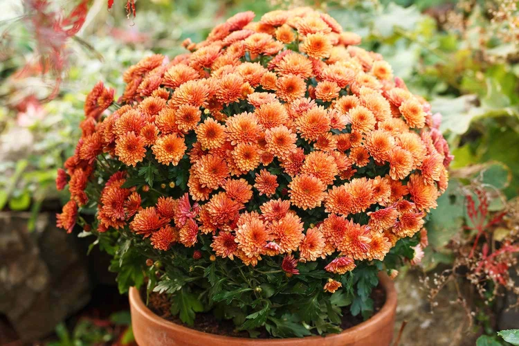 Chryzantema Jasoda Orange