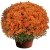 Chryzantema Jasoda Orange