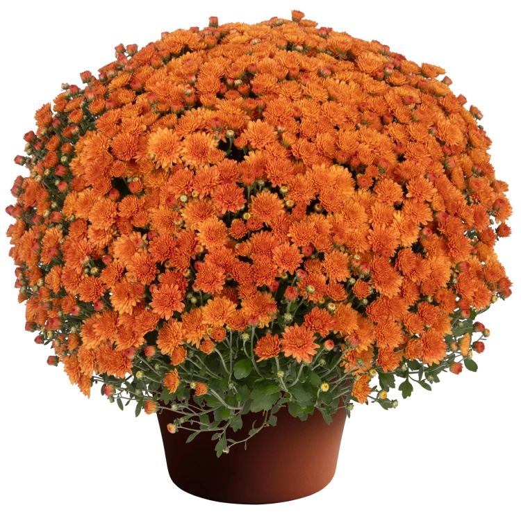 Chryzantema Jasoda Orange