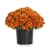 Chryzantema Jasoda Orange