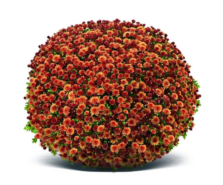 Chryzantema Jasoda Orange