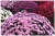 chryzantema Jasoda PINK DARK