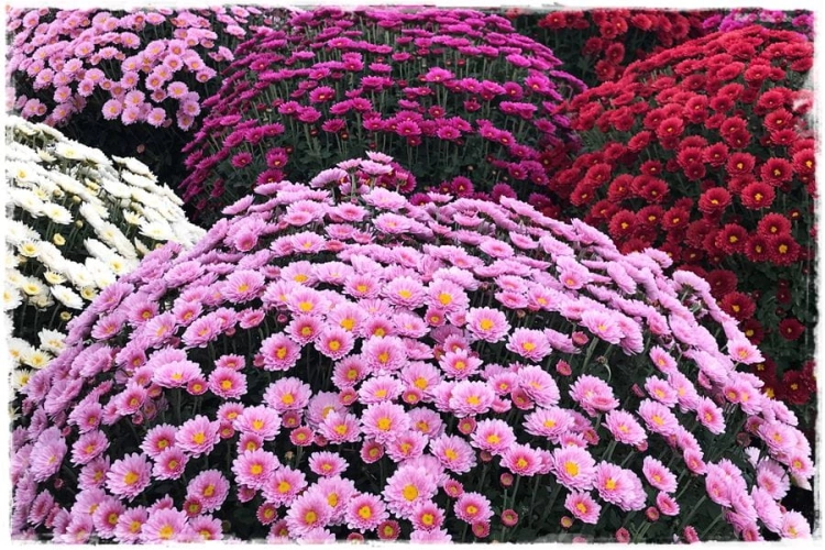 chryzantema Jasoda PINK DARK