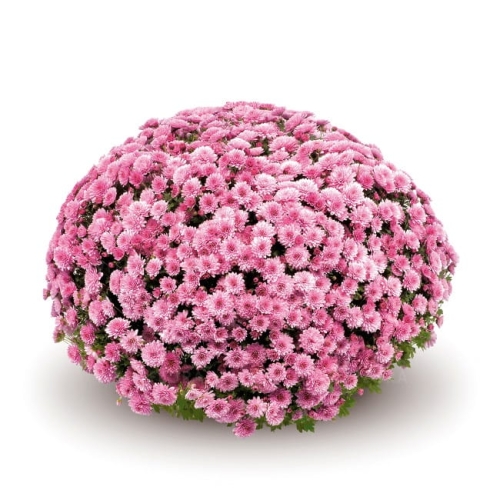 chryzantema Jasoda PINK DARK