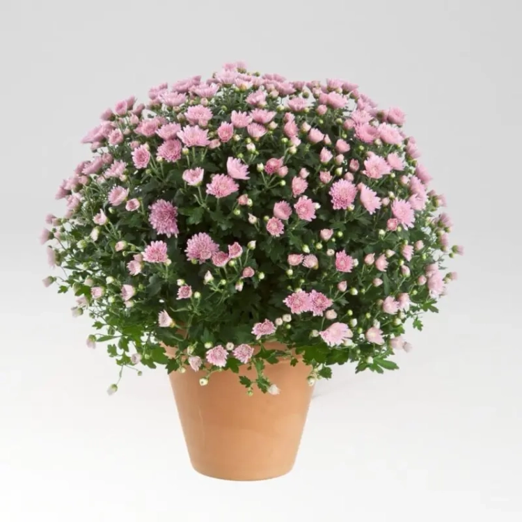 chryzantema Jasoda PINK DARK