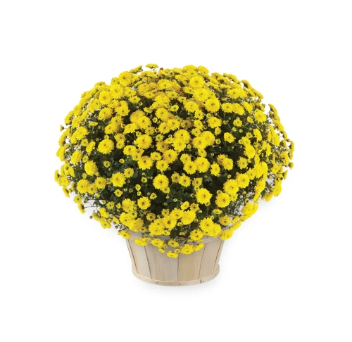 Chryzantema JASODA  DARK YELLOW