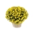 Chryzantema JASODA  DARK YELLOW