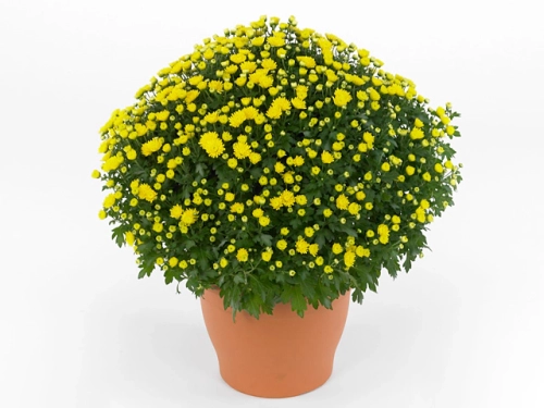 Chryzantema JASODA  DARK YELLOW