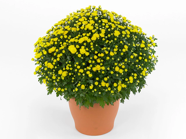 Chryzantema JASODA  DARK YELLOW