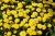 Chryzantema JASODA  DARK YELLOW