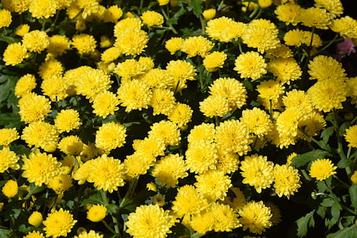 Chryzantema JASODA  DARK YELLOW