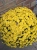 Chryzantema JASODA  DARK YELLOW