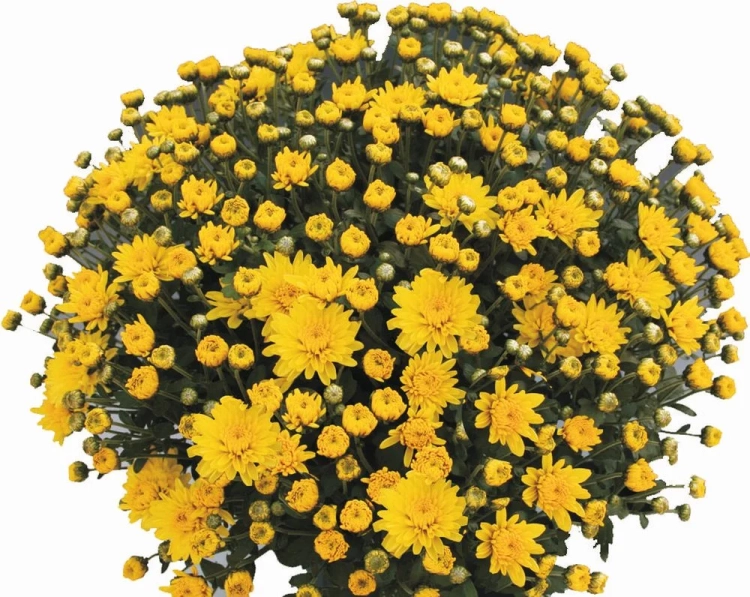 Chryzantema JASODA  DARK YELLOW