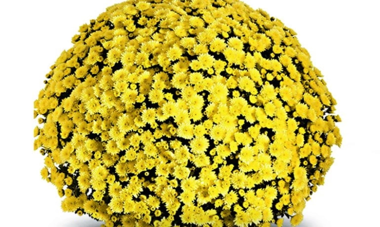 Chryzantema JASODA  DARK YELLOW
