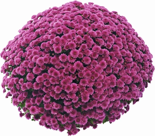 Chryzantema JASODA PURPLE